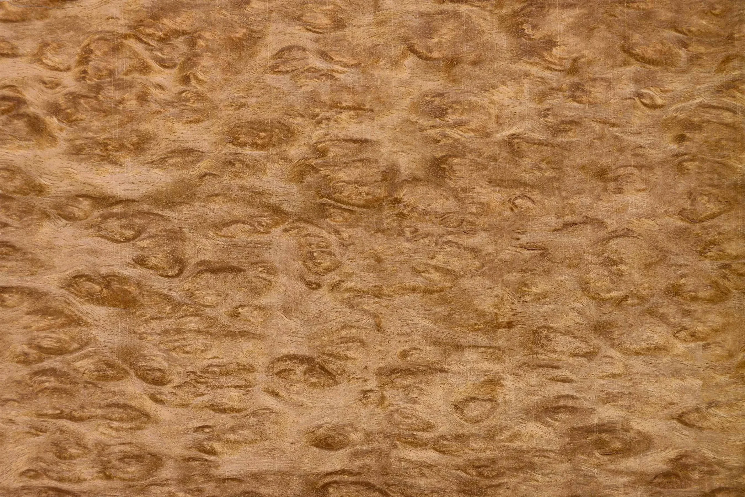 NW-VG-EUCALYPTUS POMELE